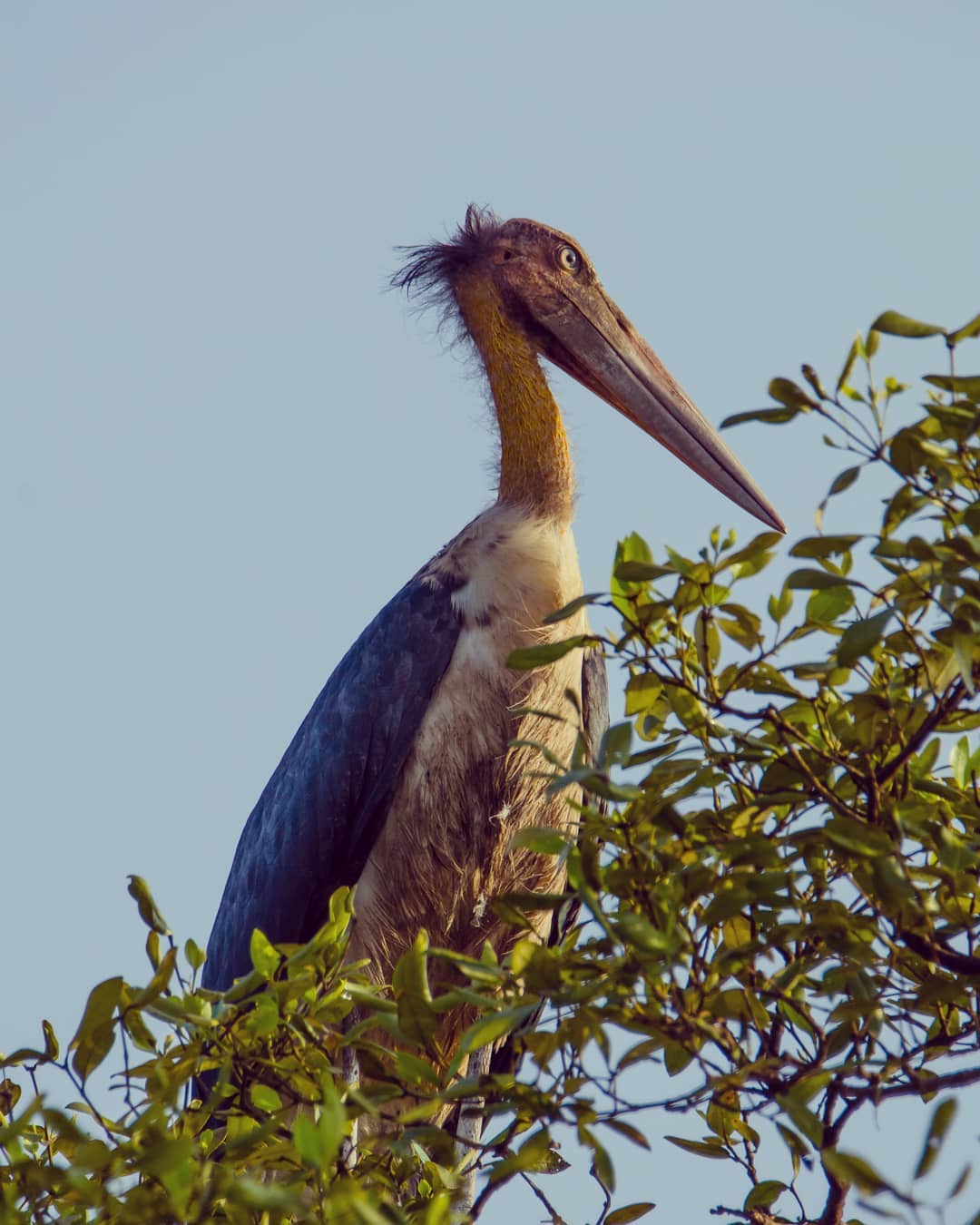 Salim Ali Bird Watching - Top Places to visit in North Goa